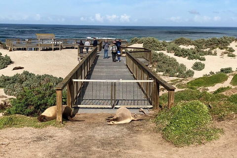 Kangaroo Island 4WD Tour - Best Of KI - Accommodation Yamba 2