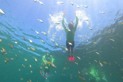 Manly Snorkel Trip And Nature Walk With Local Guide - Accommodation Yamba 0