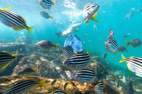 Manly Snorkel Trip And Nature Walk With Local Guide - Accommodation Yamba 2