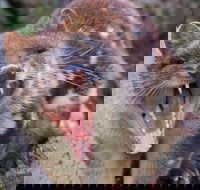 After Dark Tasmanian Devil Feeding Tour at Cradle Mountain - Accommodation Yamba