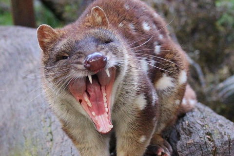 After Dark Tasmanian Devil Feeding Tour At Cradle Mountain - Accommodation Yamba 0