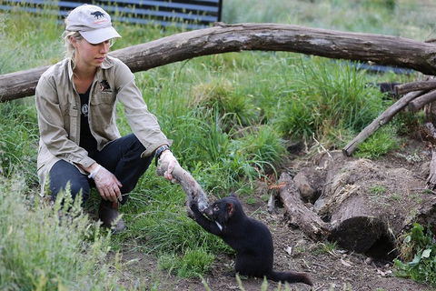 After Dark Tasmanian Devil Feeding Tour At Cradle Mountain - Accommodation Yamba 1