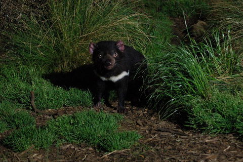 After Dark Tasmanian Devil Feeding Tour At Cradle Mountain - Accommodation Yamba 4