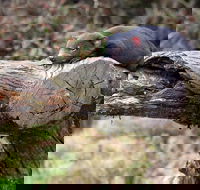 Day Keeper Tour - Accommodation Yamba