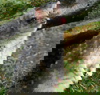 1-Hour Tasmanian Devil Feeding Day Tour at Cradle Mountain - Accommodation Yamba