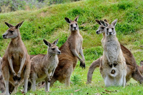 Private Day Tour Of Phillip Island Wildlife And Brighton Beach - Accommodation Yamba 2