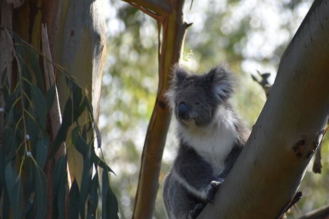 Private Day Tour Of Phillip Island Wildlife And Brighton Beach - Accommodation Yamba 3