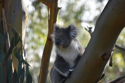 Healesville Sanctuary And Phillip Island Wildlife Bus Tour - Accommodation Yamba 0