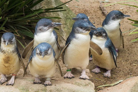 Healesville Sanctuary And Phillip Island Wildlife Bus Tour - Accommodation Yamba 2