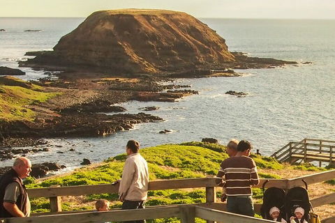 Healesville Sanctuary And Phillip Island Wildlife Bus Tour - Accommodation Yamba 3