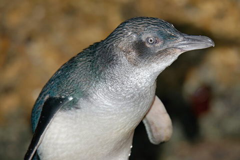 Healesville Sanctuary And Phillip Island Wildlife Bus Tour - Accommodation Yamba 4