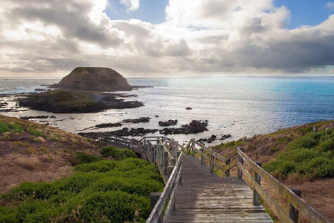 Healesville Sanctuary And Phillip Island Wildlife Bus Tour - Accommodation Yamba 5