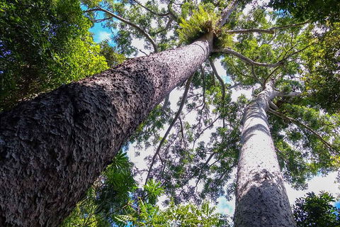 Paronella Park And Millaa Millaa Falls Full-day Tour From Cairns - Accommodation Yamba 1