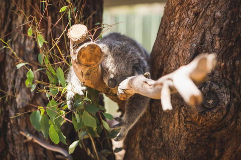 Phillip Island Medium Size Group Tour - Accommodation Yamba 1