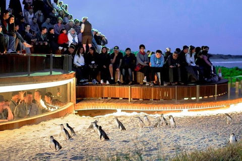 Phillip Island Medium Size Group Tour - Accommodation Yamba 3