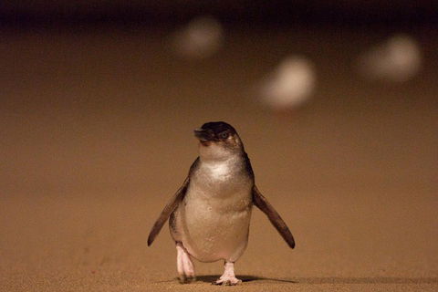 Phillip Island Medium Size Group Tour - Accommodation Yamba 4