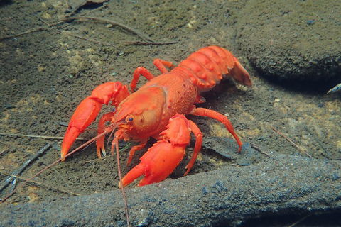 Blue Mountains Empress Canyon Adventure From Wentworth Falls - Accommodation Yamba 4