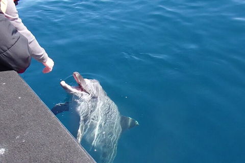 Noosa Wild Dolphin Safari - Accommodation Yamba 0