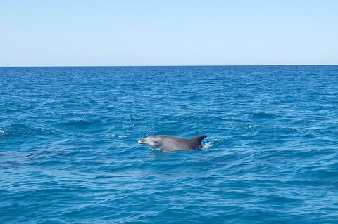 Noosa Wild Dolphin Safari - Accommodation Yamba 1