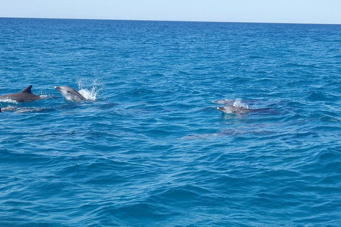 Noosa Wild Dolphin Safari - Accommodation Yamba 4