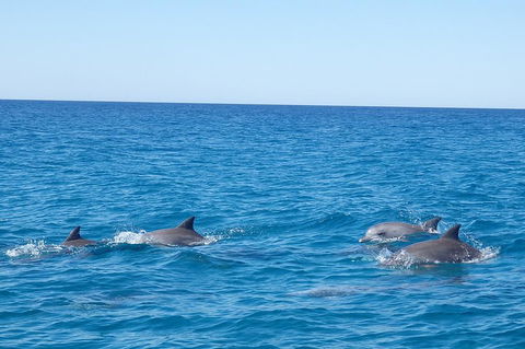 Noosa Wild Dolphin Safari - Accommodation Yamba 5
