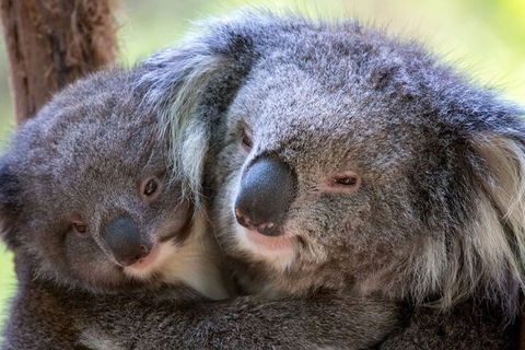 Half-Day Or Full-Day Tour With Private Guide From Melbourne - Accommodation Yamba 1