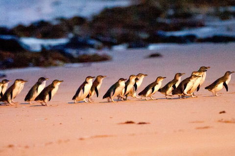Half-Day Or Full-Day Tour With Private Guide From Melbourne - Accommodation Yamba 5