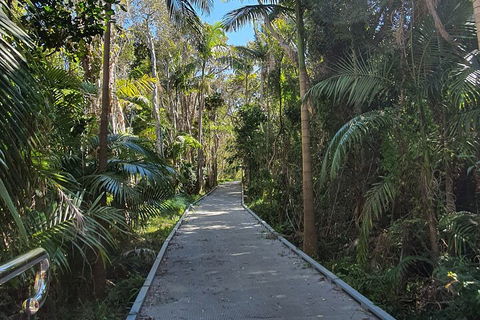 Half Day Guided Small Group Walk - Accommodation Yamba 3