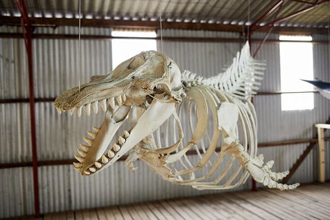 Albany's Whale Story - Accommodation Yamba 3