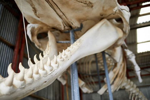 Albany's Whale Story - Accommodation Yamba 5