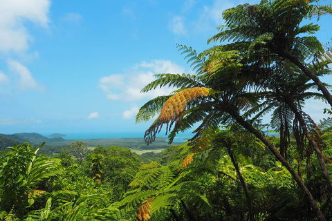 Cape Tribulation, Daintree Rainforest And Wildlife Tour - Accommodation Yamba 3