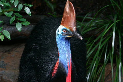 Cape Tribulation, Daintree Rainforest And Wildlife Tour - Accommodation Yamba 5