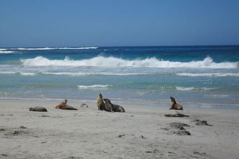 Kangaroo Island In A Day Tour From Adelaide - Accommodation Yamba 1