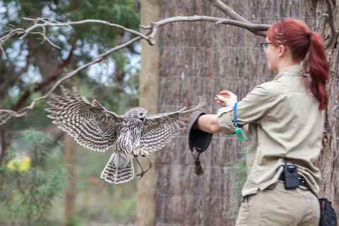 Moonlit Sanctuary Wildlife Conservation Park Daytime General Entry Ticket - Accommodation Yamba 1