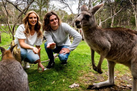 Moonlit Sanctuary Wildlife Conservation Park Daytime General Entry Ticket - Accommodation Yamba 2