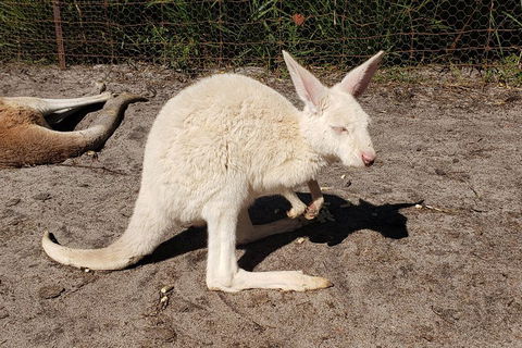 Very Best Of Perth Tour - Wildlife Park & City Highlights Tour - Accommodation Yamba 3