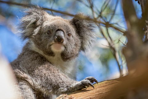 Phillip Island Penguin And Koala Highlights Day-Trip From Melbourne - Accommodation Yamba 2