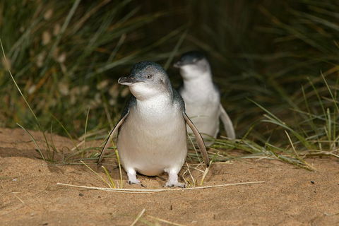 Phillip Island Penguin And Koala Highlights Day-Trip From Melbourne - Accommodation Yamba 3