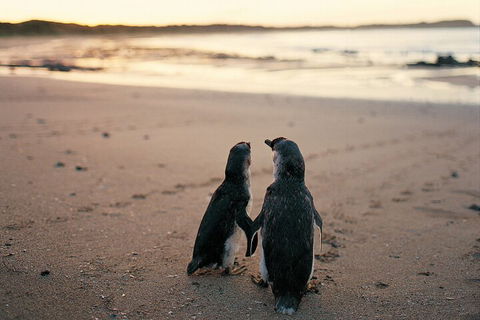 Phillip Island Penguin And Koala Highlights Day-Trip From Melbourne - Accommodation Yamba 4