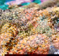 Sunshine Coast Eumundi Markets Return Minibus Transfer - Accommodation Yamba