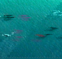 40-45 Minute Port Stephens and Stockton Beach Helicopter Flight - For 2 - Accommodation Yamba