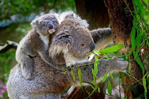 Private Three Day Great Ocean Road Tour - Accommodation Yamba 2