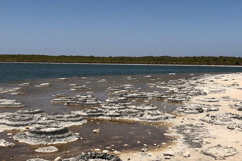 Private Pinnacles Day Tour - Accommodation Yamba 5