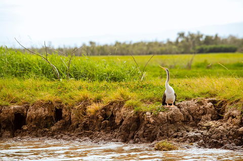 Darwin City Sights And Jumping Crocodile Cruise - Accommodation Yamba 2