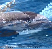 Jervis Bay Dolphin Watch Cruise - Accommodation Yamba