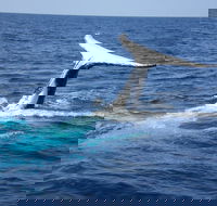 Whale Watching Jervis Bay - Accommodation Yamba
