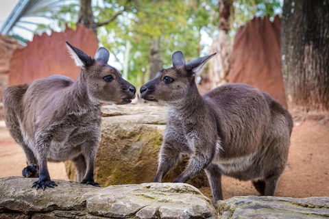 Australia Multi-City Attractions Pass - Accommodation Yamba 4