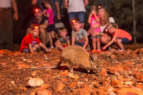 Alice Springs Desert Park Nocturnal Tour - Accommodation Yamba 1