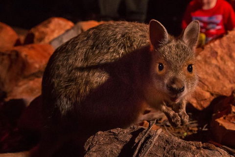 Alice Springs Desert Park Nocturnal Tour - Accommodation Yamba 3
