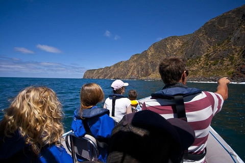 Seal Island Boat Tour From Victor Harbor - Accommodation Yamba 0